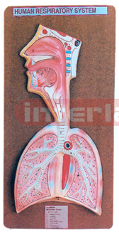 HUMAN RESPIRATORY SYSTEM